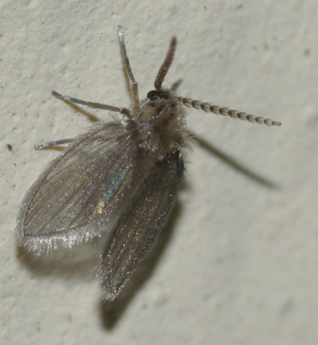 Psychodidae